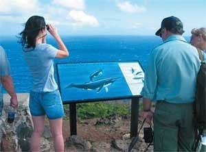 Wale beobachten in Hawaii