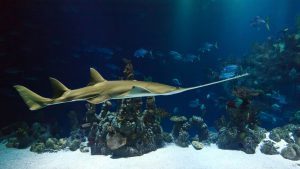 aquarium-hawaii