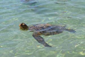 Schildkröten in Hawaii