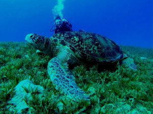 Tauchen in Hawaii mit Schildkröte