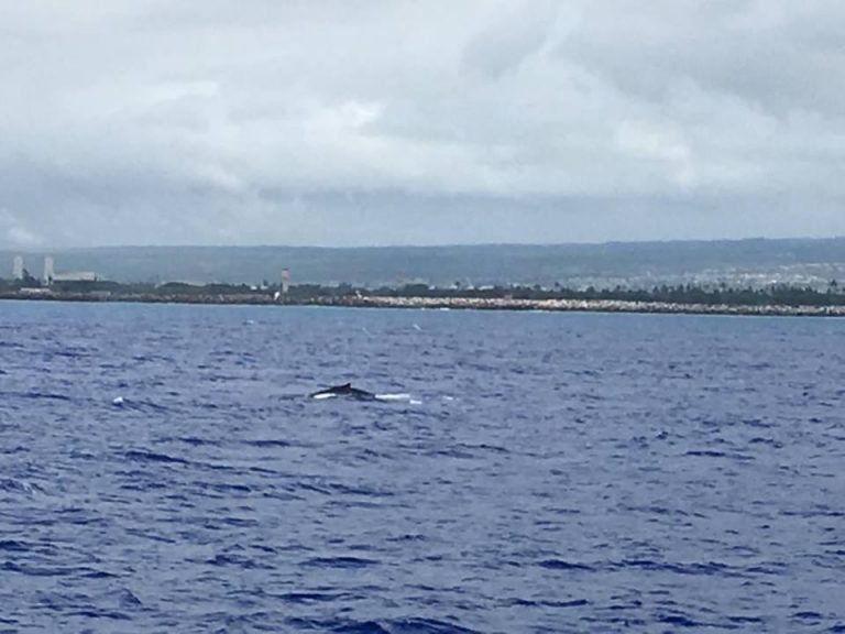 Whale Watching in Hawaii