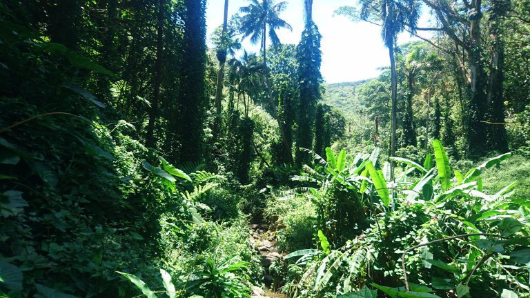 Manoa Falls -Einfache Wanderung die an einem wunderschönen Wasserfall endet