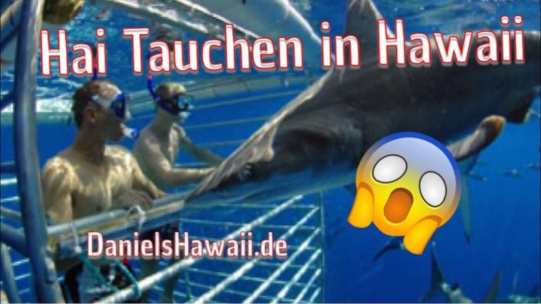 Haie in Hawaii – Hai tauchen im Hawaii Urlaub