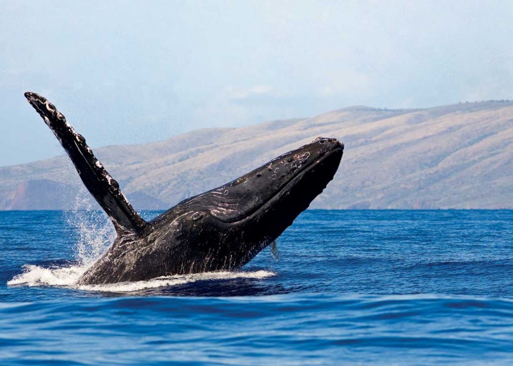 Buckelwale in Hawaii