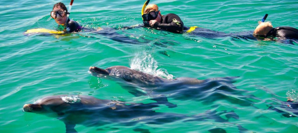 Schwimmen mit Delfinen Hawaii