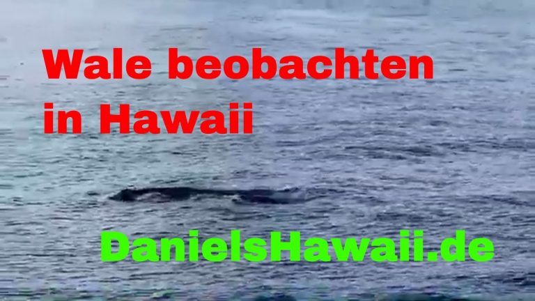 Wale beobachten im Hawaii Urlaub