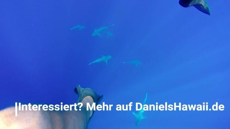 Hai Tauchen in Hawaii – Test Tauchen mit Haien