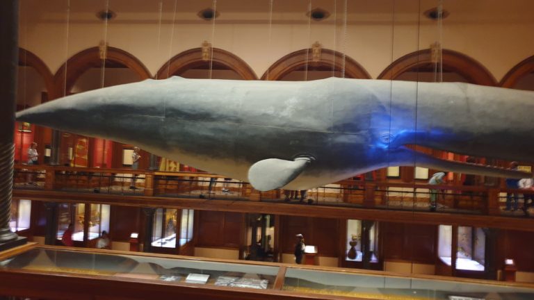 Bishop Museum – Hawaiis Kultur erleben