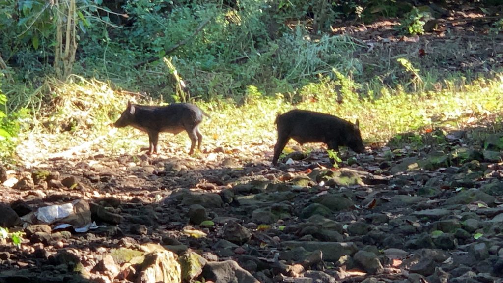 Wildschweine in Hawaii