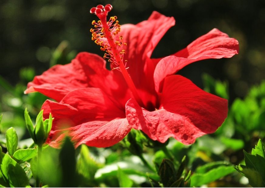 Hibiskus Blume in Hawaii