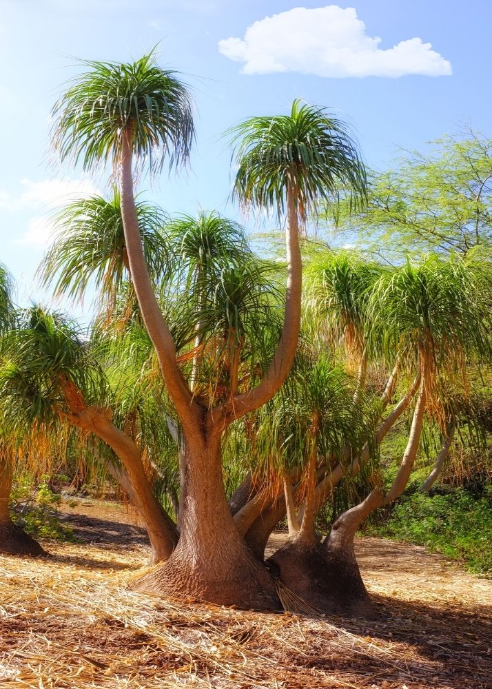 Botanische Gärten auf Oahu