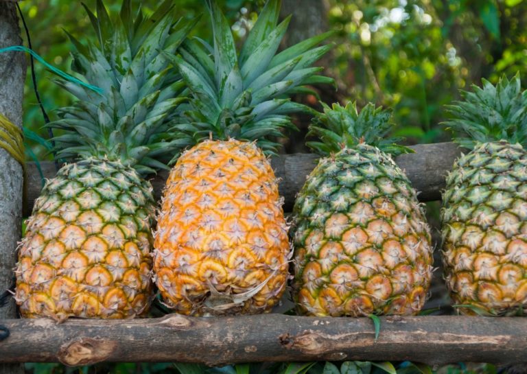 DOLE: Ananas auf Oahu