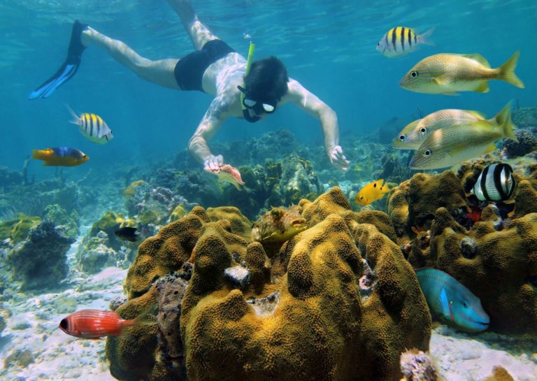 Schnorcheln und Tauchen in Hawaii-Die besten Spots