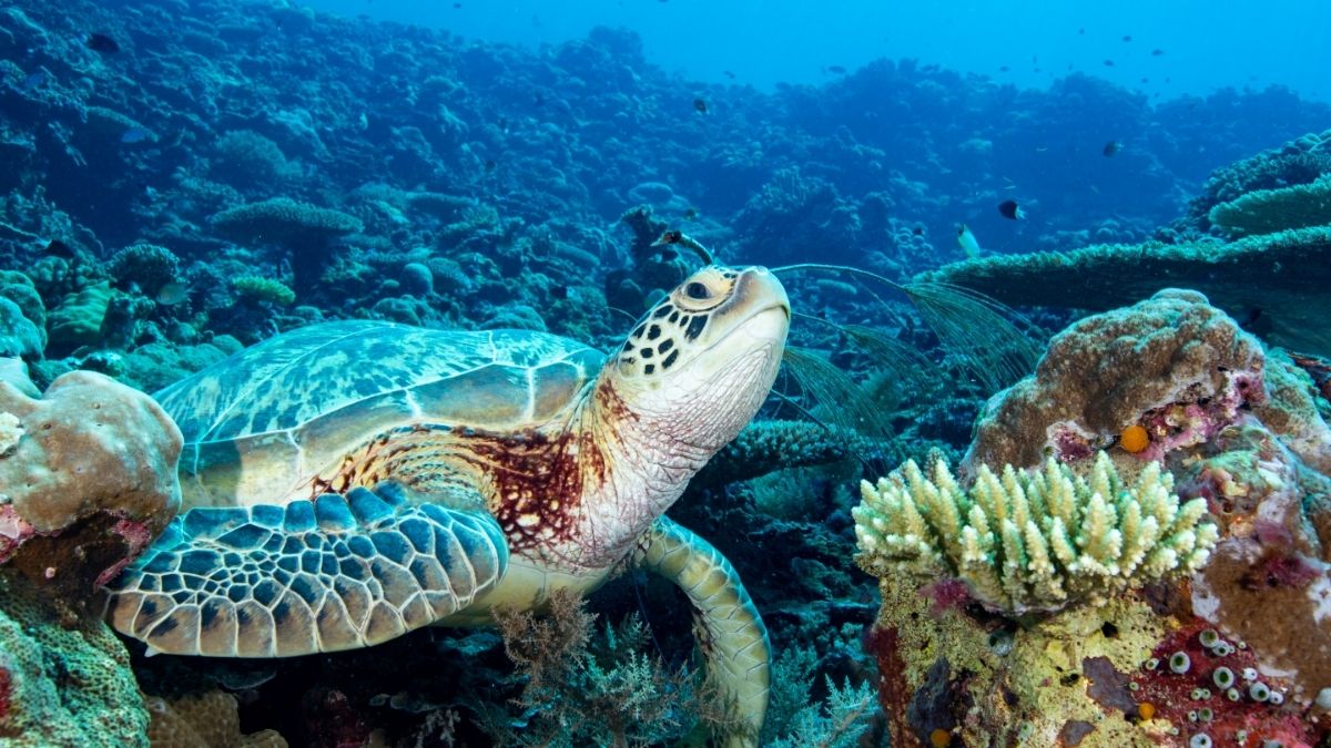 Schildkröte am Riff