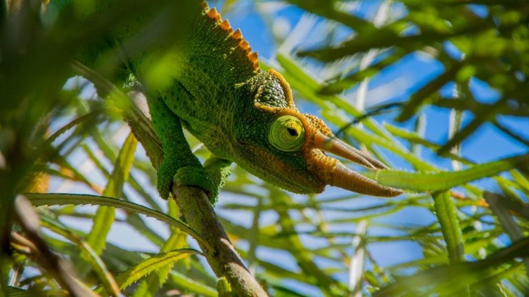 Tierwelt in Hawaii – wilde Tiere?