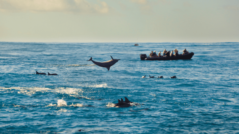 Das Hawaii-Highlight – Mit Delfinen schwimmen