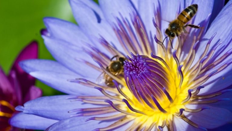 Bienen in Hawaii
