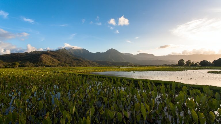 Spezialitäten in Hawaii