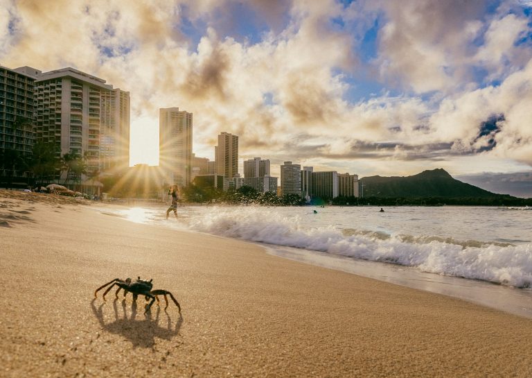Musik in Hawaii – Konzerte, Festivals und noch viel mehr