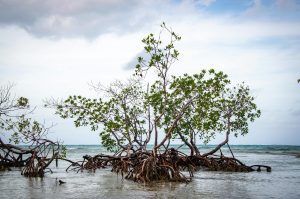 lush mangrove trees in shallow coastal waters