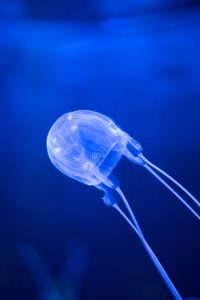 a close up shot of a jelly fish with blue light