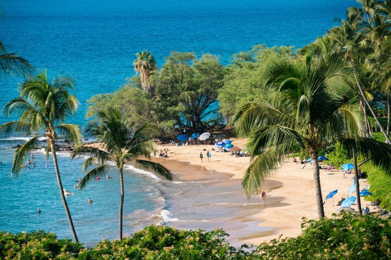 view of a tropical beach with palm trees