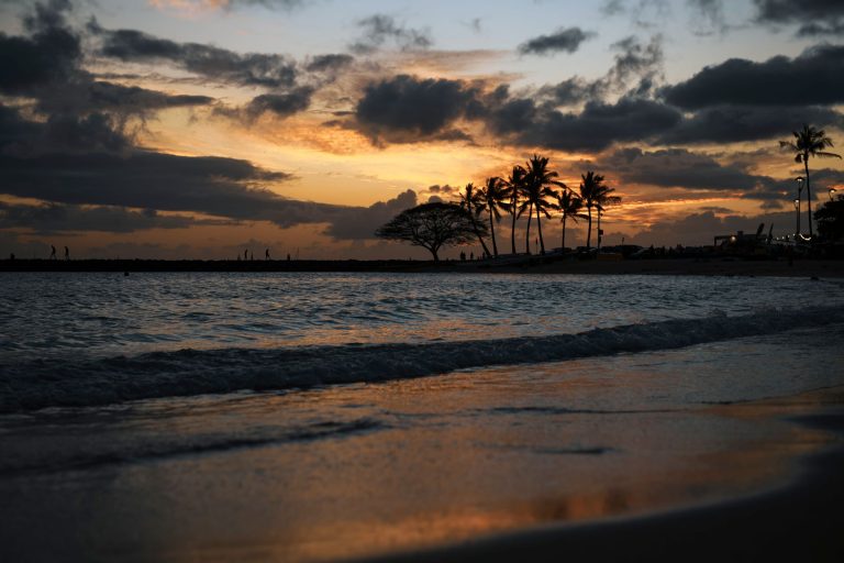 silhouetted trees on the shore at sunset