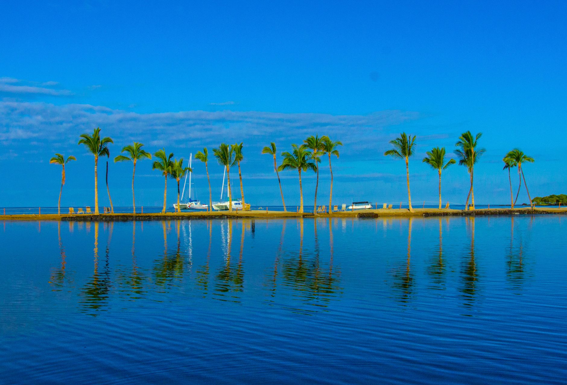 view of palm trees on a shore reflecting in the water
