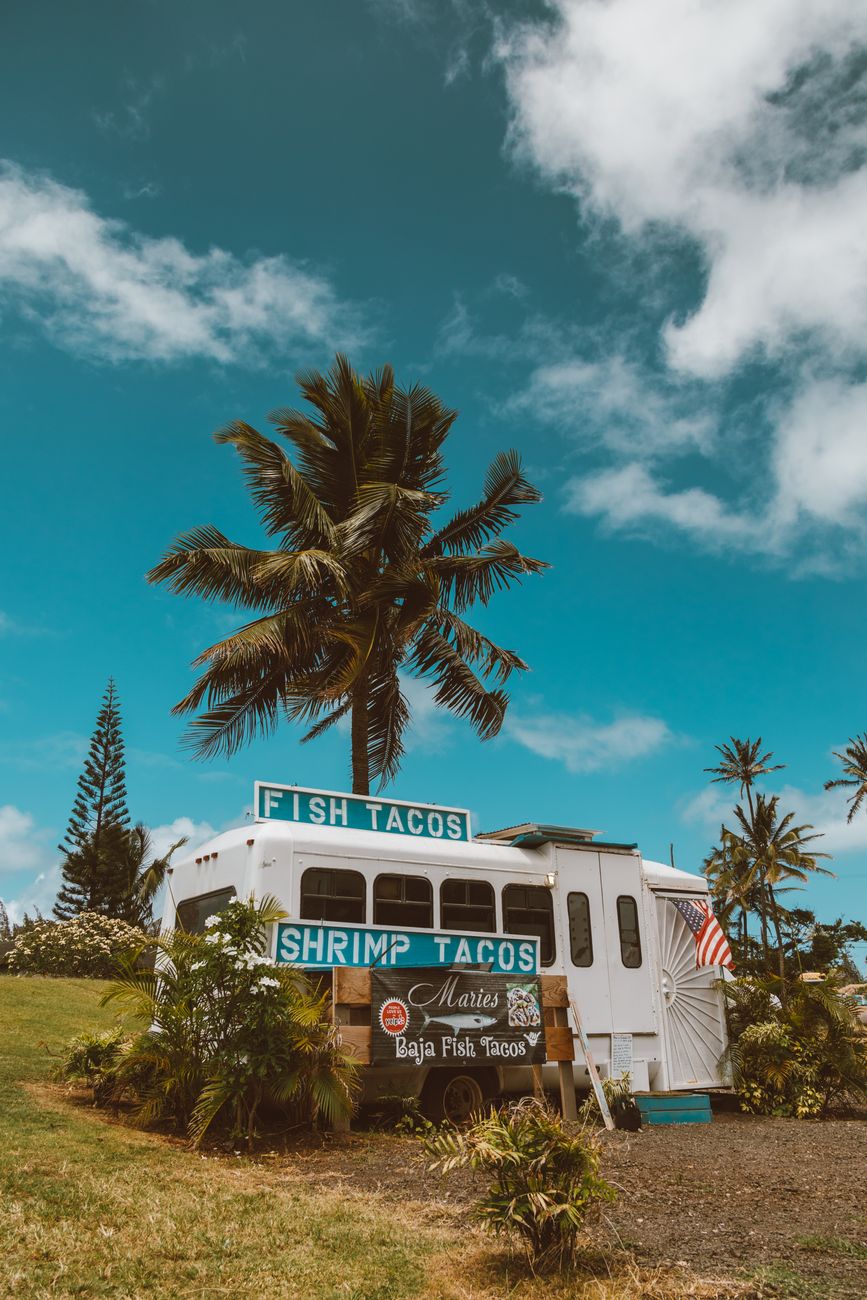 white and blue bus near green palm tree under blue sky